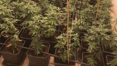 Съдят 55-годишен варненец за отглеждане и държане на марихуана в дома му