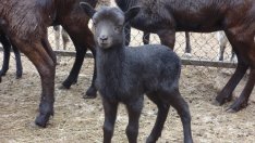 Над 100 бебета са родени в зоопарка през 2021 година