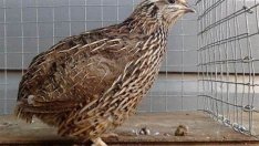 БАБХ откри огнище на птичи грип в стопанство в Етрополе