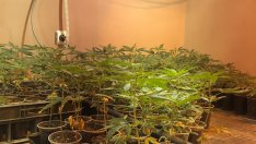 Разбиха поредна наркооранжерия във Варна