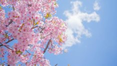 Новата седмица започва с ясно и слънчево време