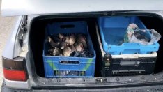 Глобиха търговец, продавал риба от багажника на колата си