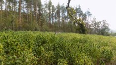 МВР търси пари за дрон, ще дири ниви с канабис