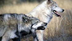 Вълци тормозят животновъди