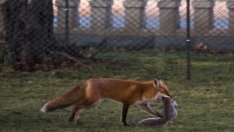 Напаст: Лисици тормозят добричлии