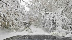 Горските отстраняват дървета от пътищата в Североизточна България