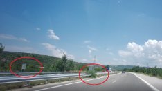 12 км гъста гора расте връз "Струма" – купища стърчащи мантинели!