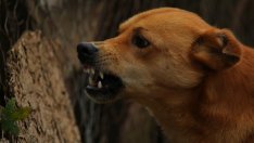 Кучета нахапаха до смърт бебе, докато родителите му пушат марихуана