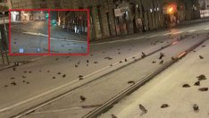 Огромни щети от фойерверките по цял свят: Измрели хора, птици и уцелени самолети (ВИДЕО)