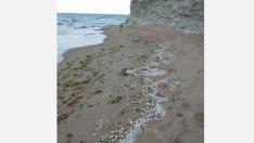 И на "Карадере" пълно с палмово масло