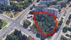 ДБ Варна алармира: Община Варна иска да унищожи над 300 дървета в „Младост“