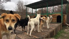 Невиждано, но пък е факт: Палета отгледаха магаренце край Варна