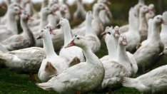 Избухна огнище на птичи грип във ферма в Добричко