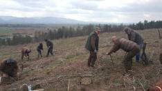 Залесяват близо 500 декара край Генерал Тошево