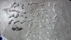 Задържаха деветима души при спецакция на полицията край Варна