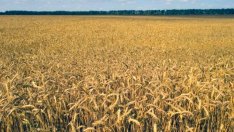 Средната цена на нива в Добруджа -  2 068 лв. за декар