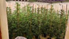 Разбиха поредната наркооранжерия край Варна (СНИМКИ)