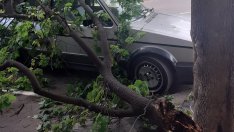 Младеж загина след удар в дърво край Варна