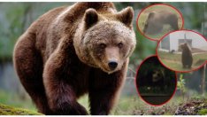 Мечка се разходи по път в Габровско (Видео)