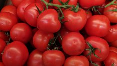 76.3% е увеличението на цената на доматите за второто тримесечие на годината 
