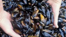 Тръгват проверки за нерегламентиран улов на миди