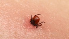 Само за седмица: 27 души са били ухапани от кърлежи във Варненско