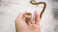 Змия уплаши босненски депутати, отмениха заседанието в парламента