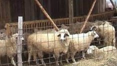 БАБХ умъртвява овце в Ямболско