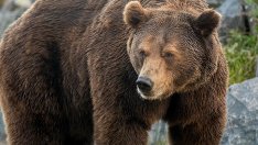 Майка хвърли детето си в клетка на мечка 