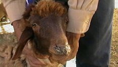 Отрицателни са взетите проби за чума по дребни преживни животни у нас