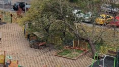 Пореден инцидент с паднало дърво във Варна (СНИМКИ)