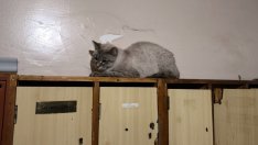 Ужас: Котки-човекоядци се хранили с починалия си стопанин