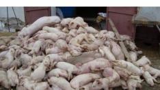 15,6 млн. лв. изплатили от БАБХ заради свинската чума