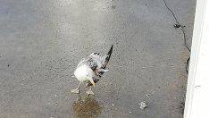 Гларус със счупено крило раздели варненци. Да му помогнат или не?