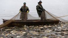 Сивата икономика в сектор "Рибарство" е 30%