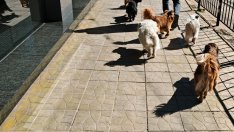 Варненец алармира: Заведение "развъжда" бездомни кучета