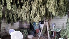 (СНИМКИ) Откриха наркооранжерия в с. Бенковски