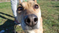 Събират пари за кастриране на бездомни кучета във Варна