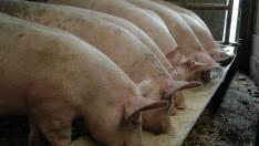 ЕК премахва ограничения в производството и търговията на свинско месо в пет области в България