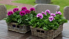 Цената на мушкатото не пада под пет лева тази пролет