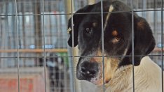 Правят нов приют за кучета в Звездица