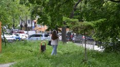 Пръскат дървета в късните часове срещу кестенов молец