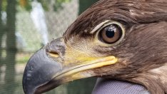 Излекуваха успешно морски орел и го пуснаха обратно в природата