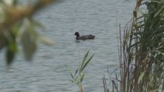 3 октомври е Европейският ден на птиците