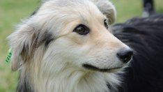 Приютът за кучета и Ротаракт Клуб се включват в "Слез от колата, включи се в играта"