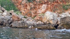 Откриха дрон в скалите между Тюленово и Камен бряг