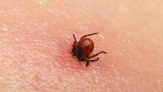 Пръскат за кърлежи в два варненски района