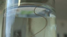  Червеи потекоха от чешмите във Враца