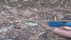 Змии плъзнаха из Варна