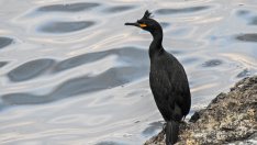 Еколози в акция по спасяване на бедстващи корморани край Камен бряг